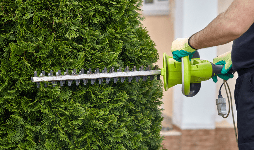 HEDGING